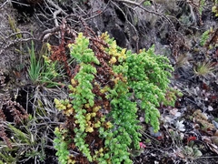 Hypericum goyanesii