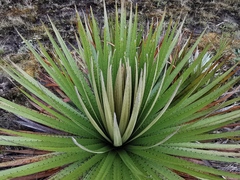 Puya goudotiana