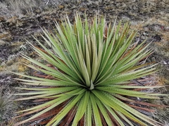Puya goudotiana