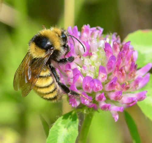 Northern Amber Bumble Bee photo 4