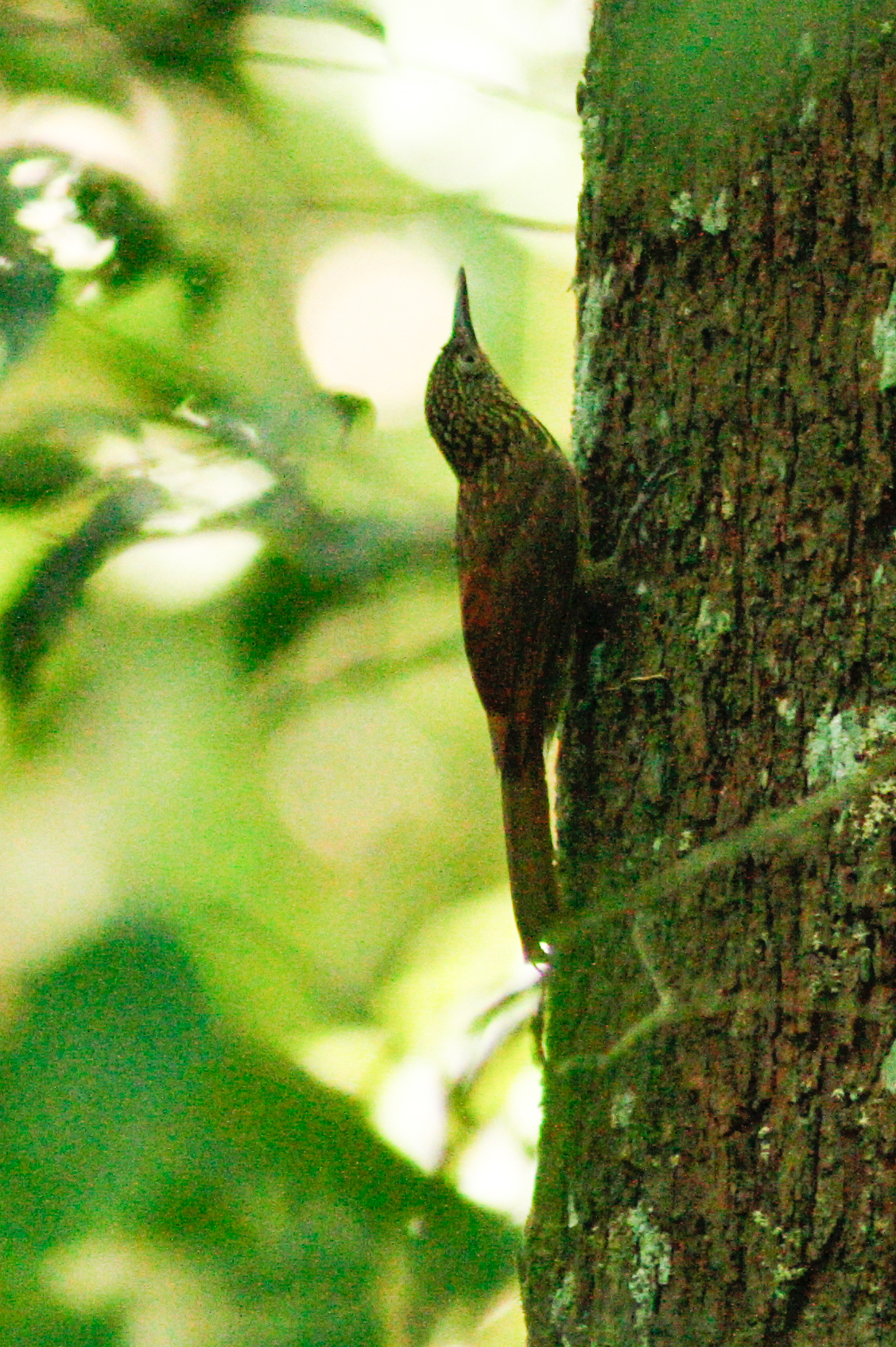 Chestnut-rumped Woodcreeper (Xiphorhynchus pardalotus), photo 1