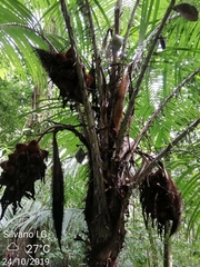 Astrocaryum mexicanum