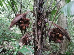 Astrocaryum mexicanum