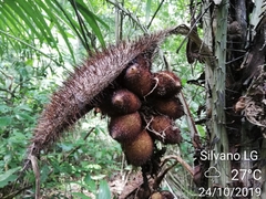 Astrocaryum mexicanum