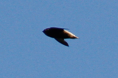 Chaetura brachyura