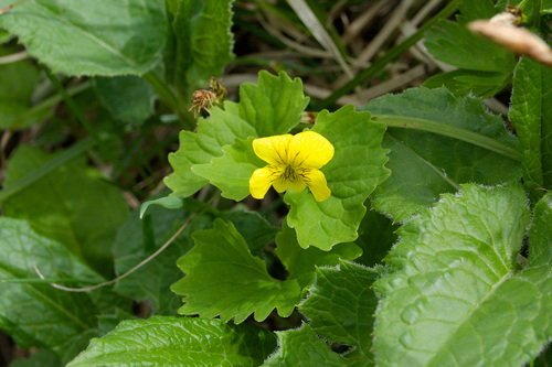 Viola alliariifolia iNat (1)