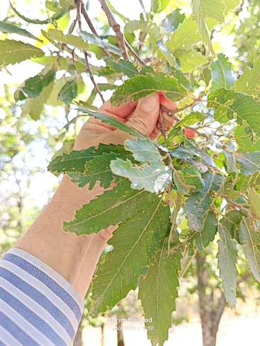 Quercus afares, photograph 5