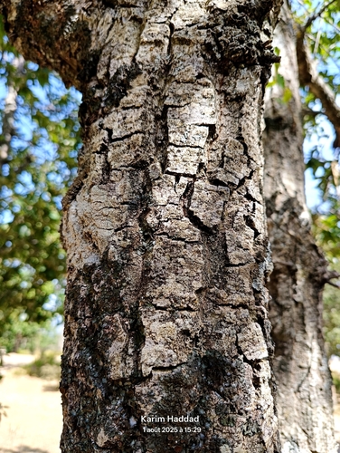 Quercus afares, photograph 6