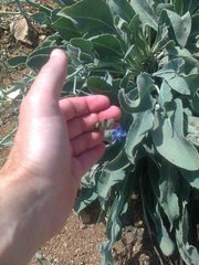 Anchusa strigosa