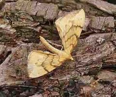 Gandaritis pyraliata