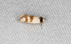 Antipterna trilicella