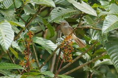 Lipaugus vociferans