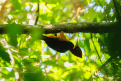 Campephilus rubricollis