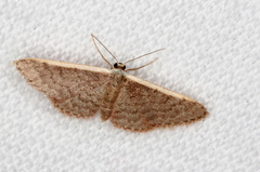 Idaea costaria