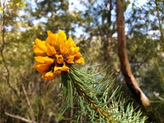Pultenaea stipularis