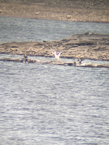 American White Pelican photographed in New York