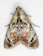 Enchesphora recurvalis