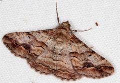 Gastrinodes bitaeniaria