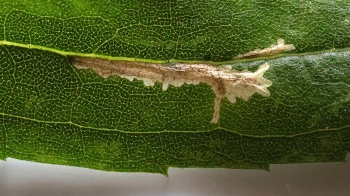 Scrobipalpula sacculicola photographed on goldenrod