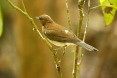 Turdus albicollis