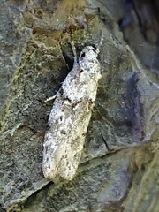 Izatha convulsella
