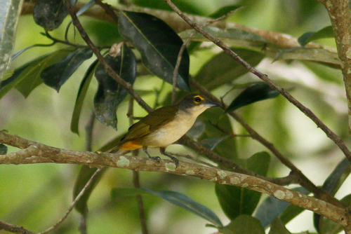 Tachyphonus surinamus