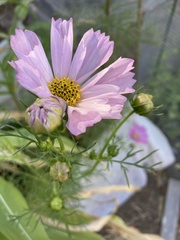 Cosmos bipinnatus