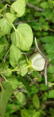 Dictyanthus ceratopetalus