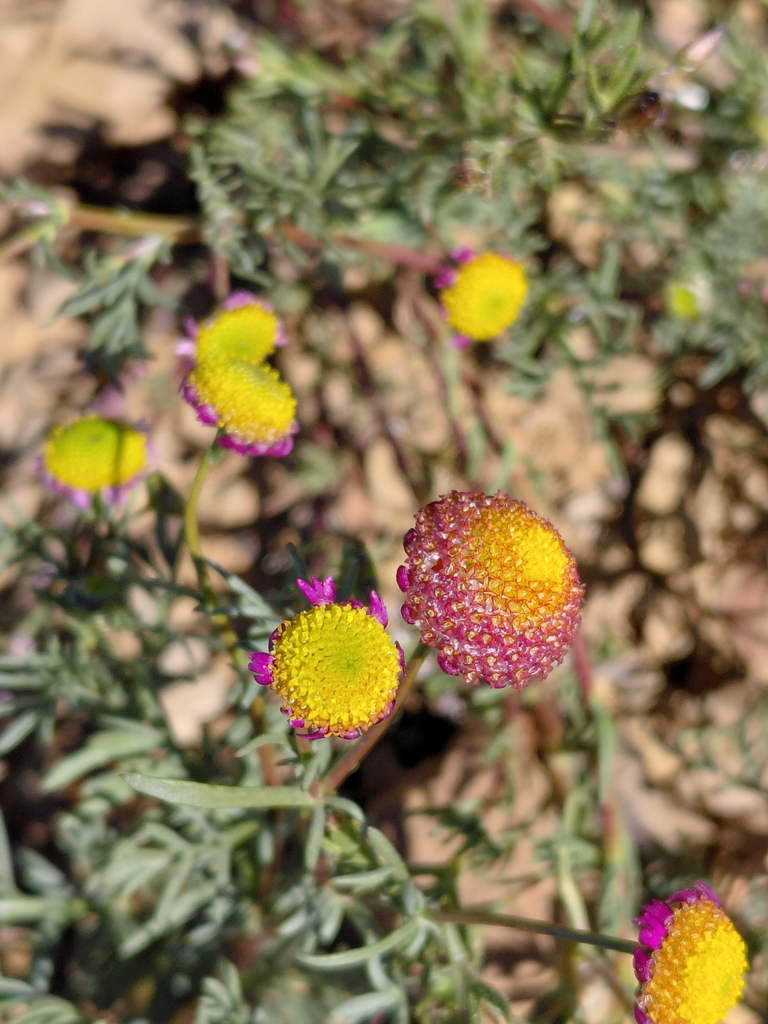 Lasiospermum brachyglossum