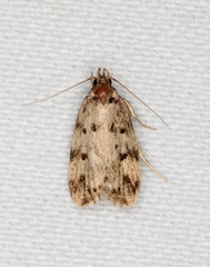 Barea subviridella