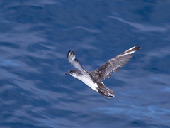 Puffinus assimilis
