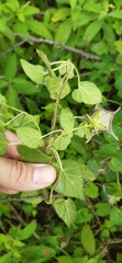 Dictyanthus ceratopetalus