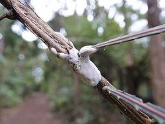 Septobasidium simmondsii