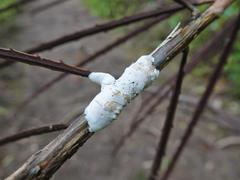 Septobasidium simmondsii