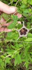 Dictyanthus ceratopetalus