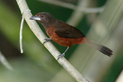 Silver-Beaked Tanager photo 3