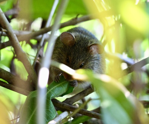 Common Oenomys