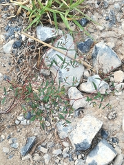 Euphorbia cumbrae
