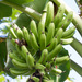 Plantain - Photo (c) Mark Rosenstein, some rights reserved (CC BY-NC-SA), uploaded by Mark Rosenstein