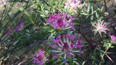 Pimelea spectabilis
