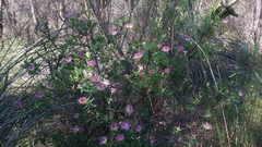 Pimelea spectabilis