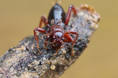 Stenopelmatus piceiventris