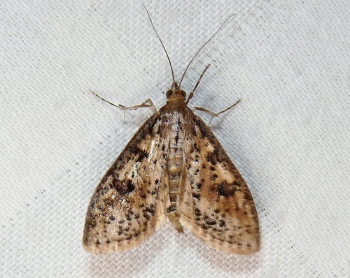 Palpita aenescentalis Munroe, 1952
