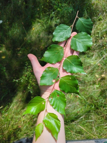 China birch (Betula chinensis)