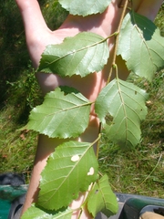 author not stated, no rights reserved Betula chinensis, photograph author not stated, no rights reserved