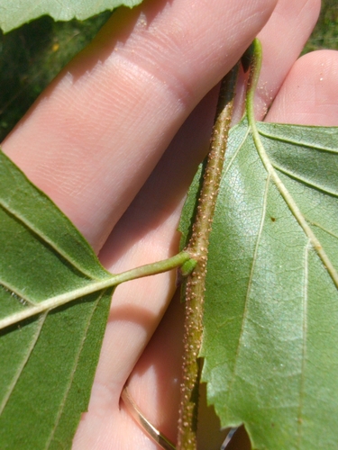 Betula chinensis, photograph 3