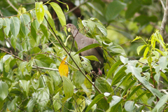 Patagioenas subvinacea