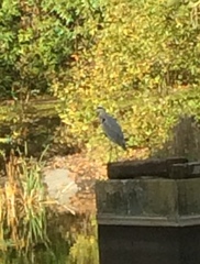 Ardea cinerea