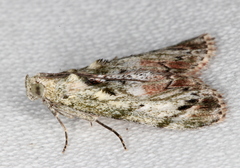 Enchesphora recurvalis