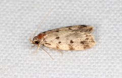 Barea subviridella